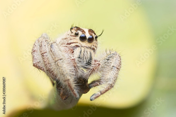 Fototapeta Jumping spider on the leaf