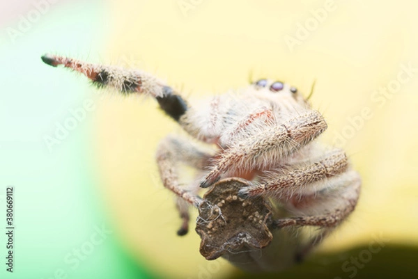 Fototapeta Jumping spider on the leaf