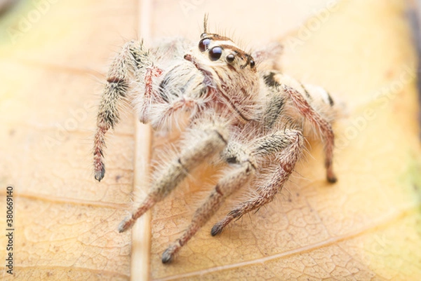 Fototapeta Jumping spider on the leaf