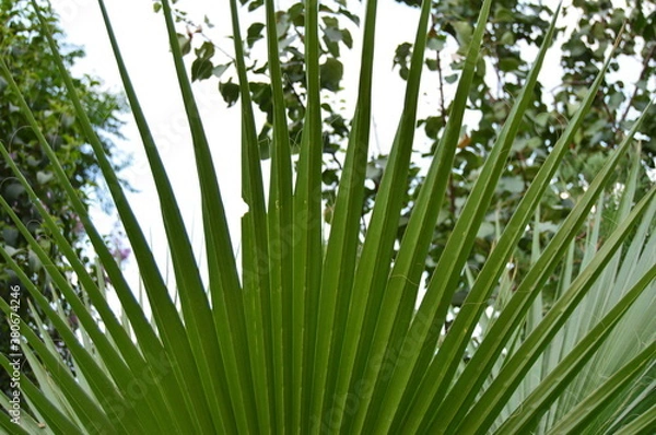 Obraz green grass background