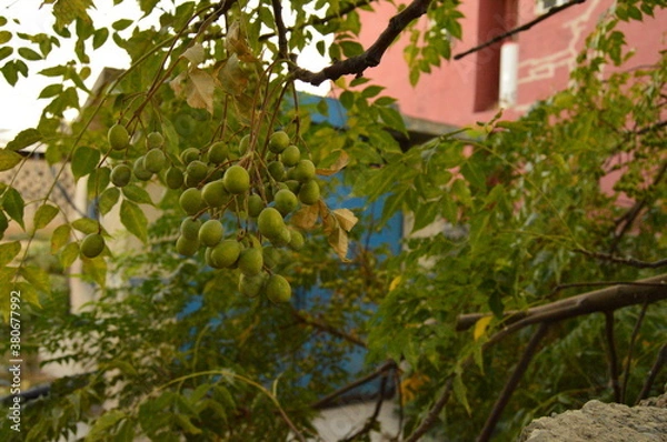 Obraz tree in the garden