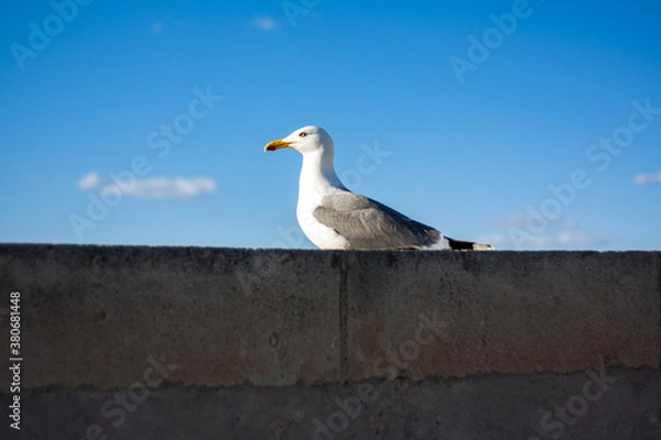 Obraz seagull on the roof