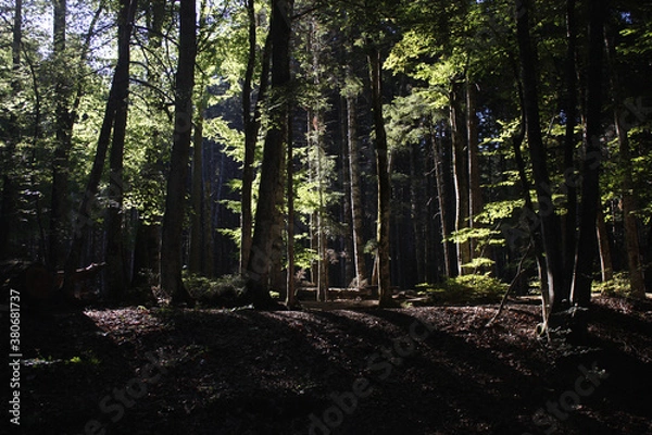 Obraz footpath in the woods