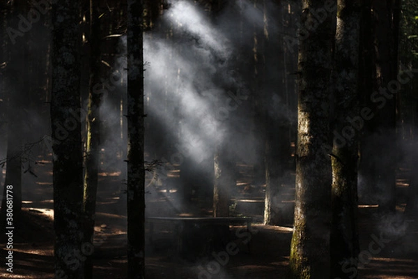 Obraz Smoke and trees