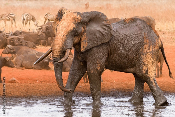 Fototapeta African bush elephant (loxodonta africana) covered in mud in watering hole, Ngutuni Game Reserve, Tsavo, Kenya