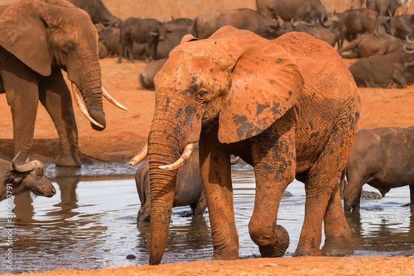 Fototapeta African bush elephant (loxodonta africana) in watering hole, Ngutuni Game Reserve, Tsavo, Kenya
