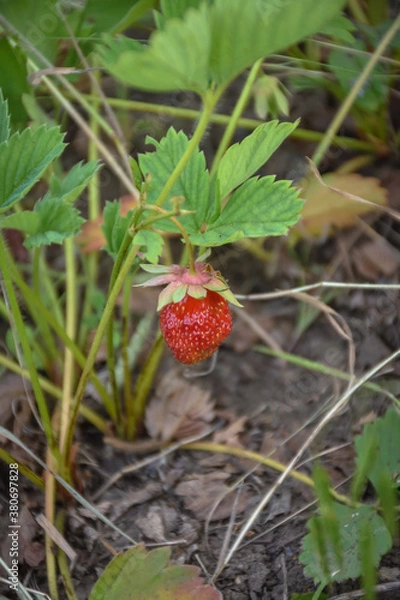 Obraz strawberries in the garden close-up, edge berry on a branch