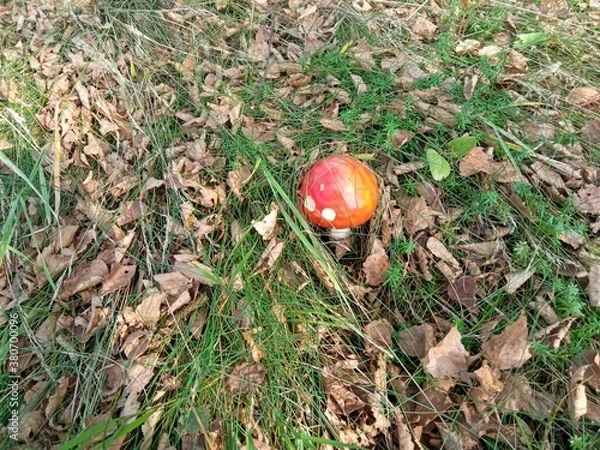 Obraz mushroom in the grass