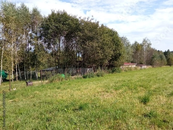 Fototapeta landscape with cows