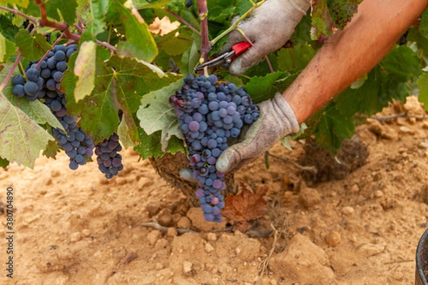 Fototapeta Harvester cuts the grape bunches of the Bobal variety of the strain in the Utiel-Requena (Spain) wine region
