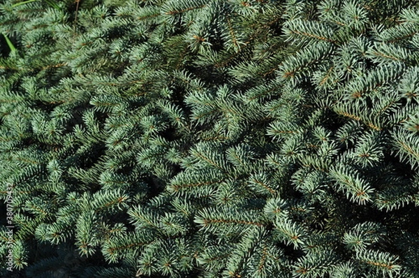 Fototapeta christmas background