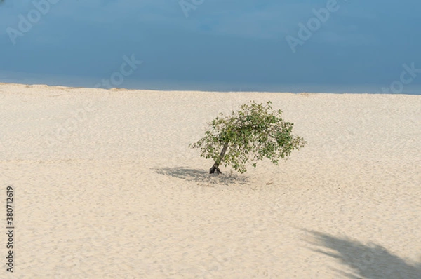 Fototapeta One small tree on a sand dune