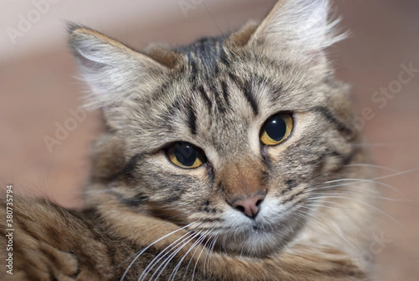 Fototapeta striped cats posing for the camera