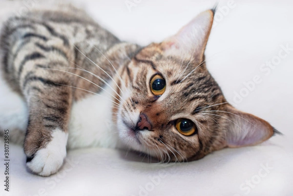 Fototapeta striped cats posing for the camera