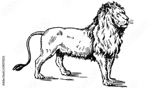 Obraz Lion