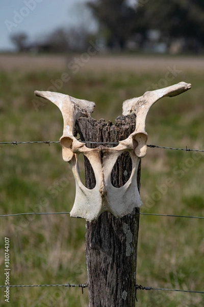 Fototapeta skull of a bull