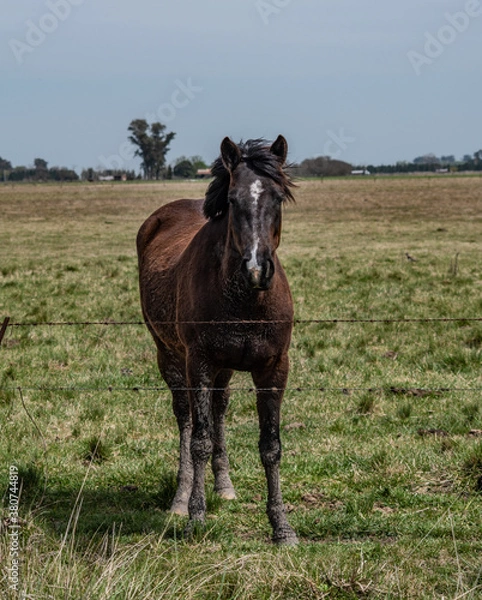 Fototapeta horse in the field