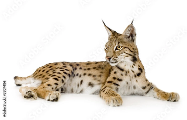 Obraz Lynx in front of a white background