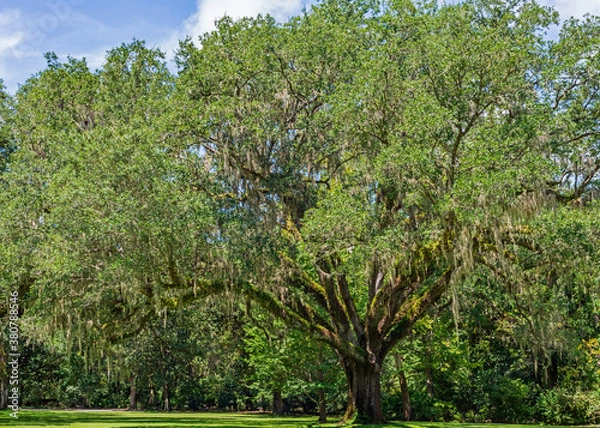 Obraz Mighty Old Oak with Spanish Moss