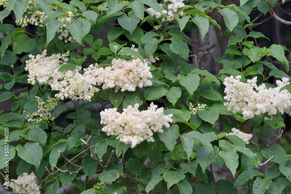 Obraz ハシドイ（北海道・知床）