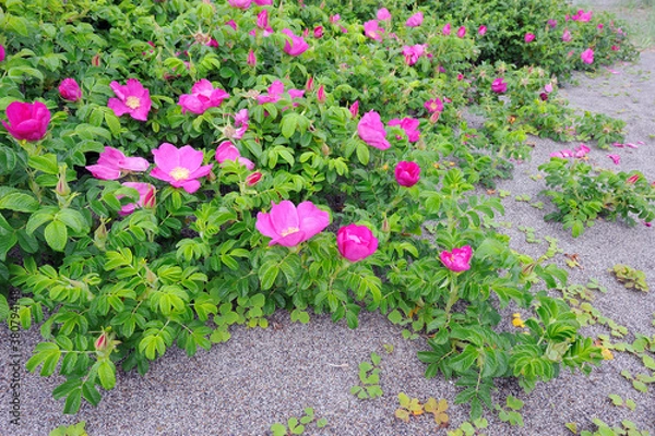 Obraz ハマナスの群落（北海道・小清水町）