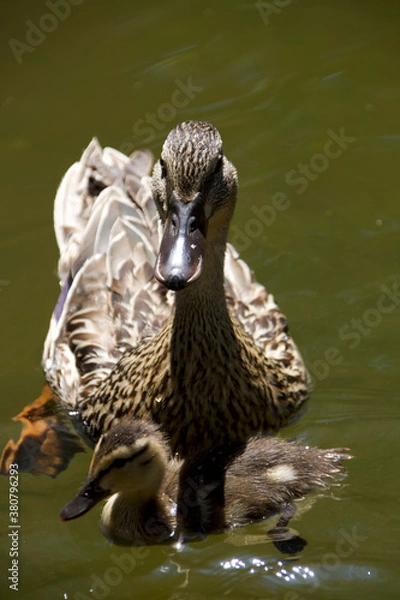 Obraz カモの親子