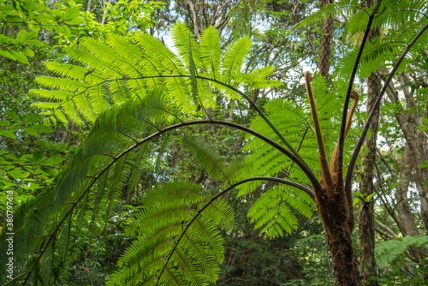 Obraz 金作原のヒカゲヘゴ