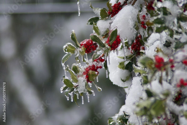 Obraz 凍りついた柊