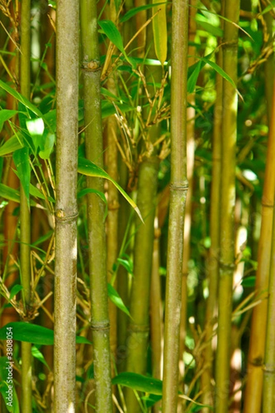 Fototapeta Trees background