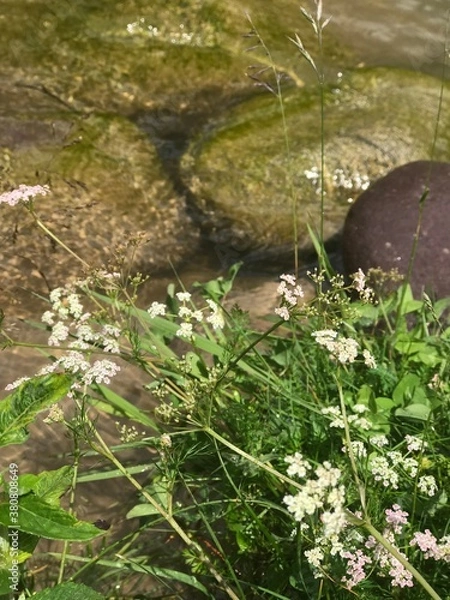 Fototapeta moss on stone