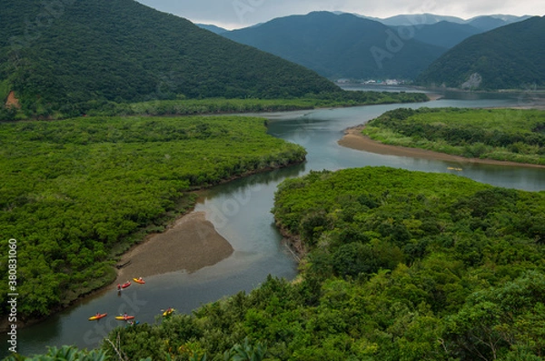 Obraz 奄美大島の住用マングローブ林