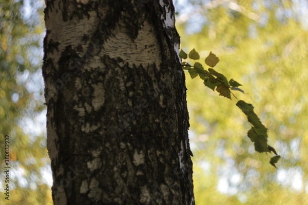 Fototapeta Tree texture for the background. Without treatment