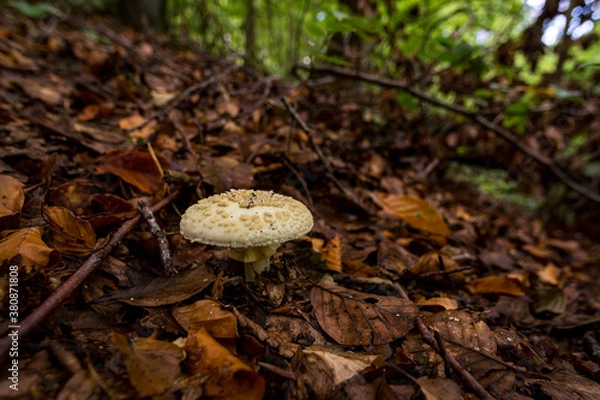 Fototapeta Beautiful multi-colored mushrooms in the autumn forest