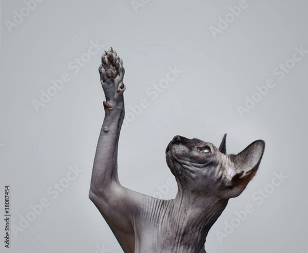 Obraz Canadian sphynx cat