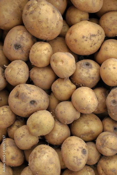 Obraz 家庭菜園で収穫したいっぱいの不揃いジャガイモ