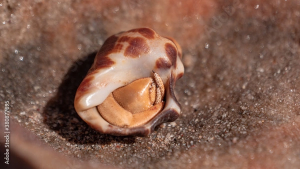 Fototapeta close up of a crab in a shell