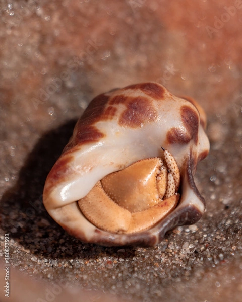 Fototapeta close up of a crab in a shell