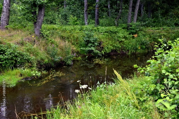 Fototapeta river in the forest