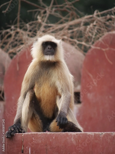 Obraz 21 Gray Langur