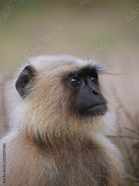 Obraz 11 Gray Langur