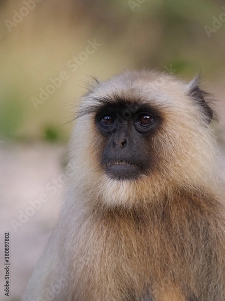 Obraz 08 Gray Langur