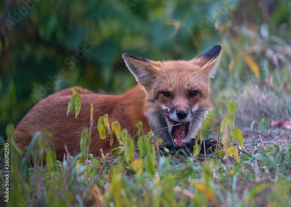 Obraz red fox vulpes