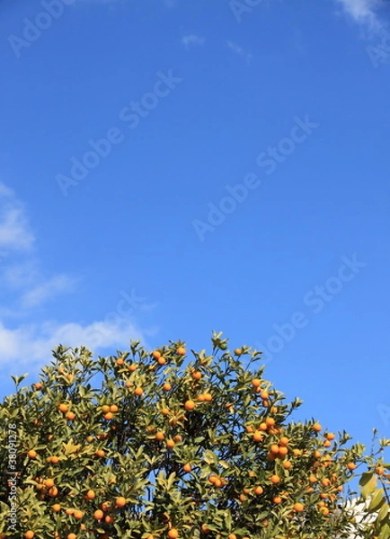 Obraz ハッサクの木と青空