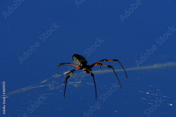 Obraz arachnidee sur sa toile
