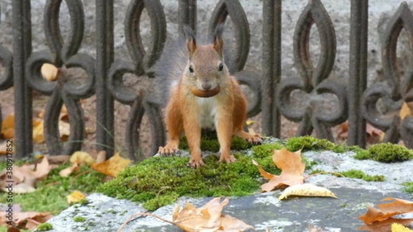 Obraz Squirrel holding a nut