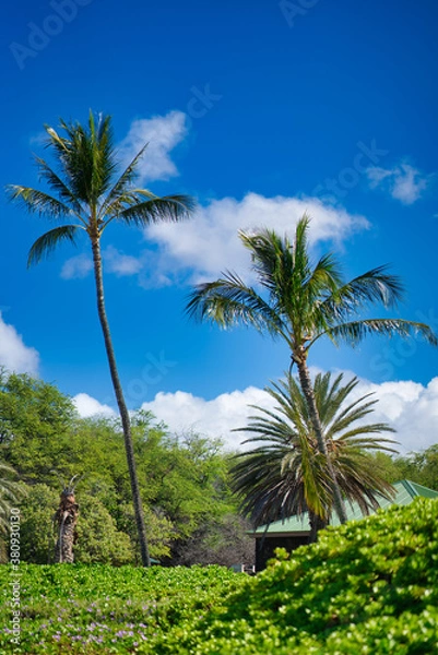 Fototapeta 南国の青空