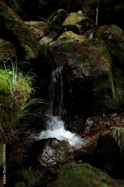 Obraz 日本の森林を流れる渓流域の清流