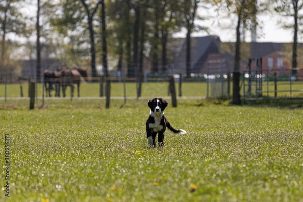 Fototapeta Junger Border Collie steht in Wiese mit Pusteblumen