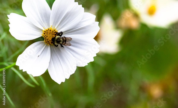 Obraz bee on flower