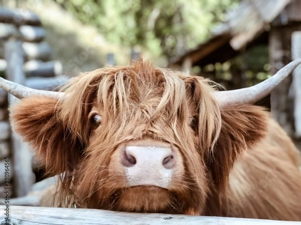 Obraz highland cattle close up
